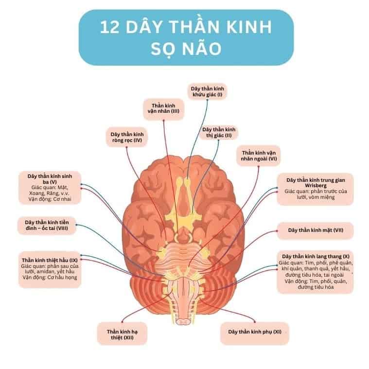 Vị trí 12 đôi dây thần kinh sọ não