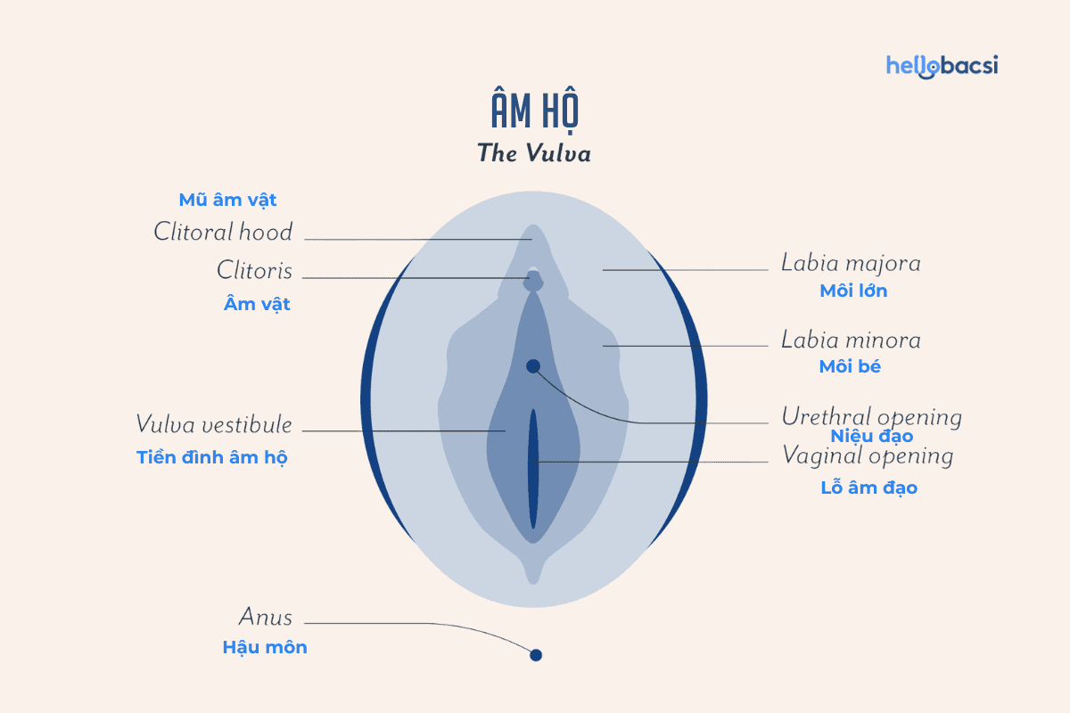 Hình ảnh cấu tạo bộ phận sinh dục nữ, bao gồm cơ quan môi bé