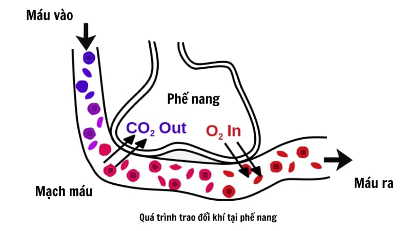 Phân độ suy hô hấp do thiếu oxy