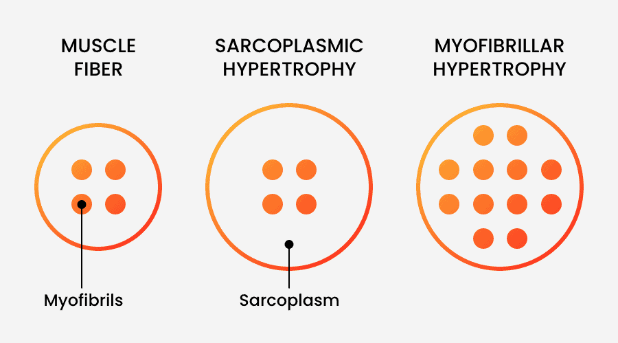 Hypertrophy Training