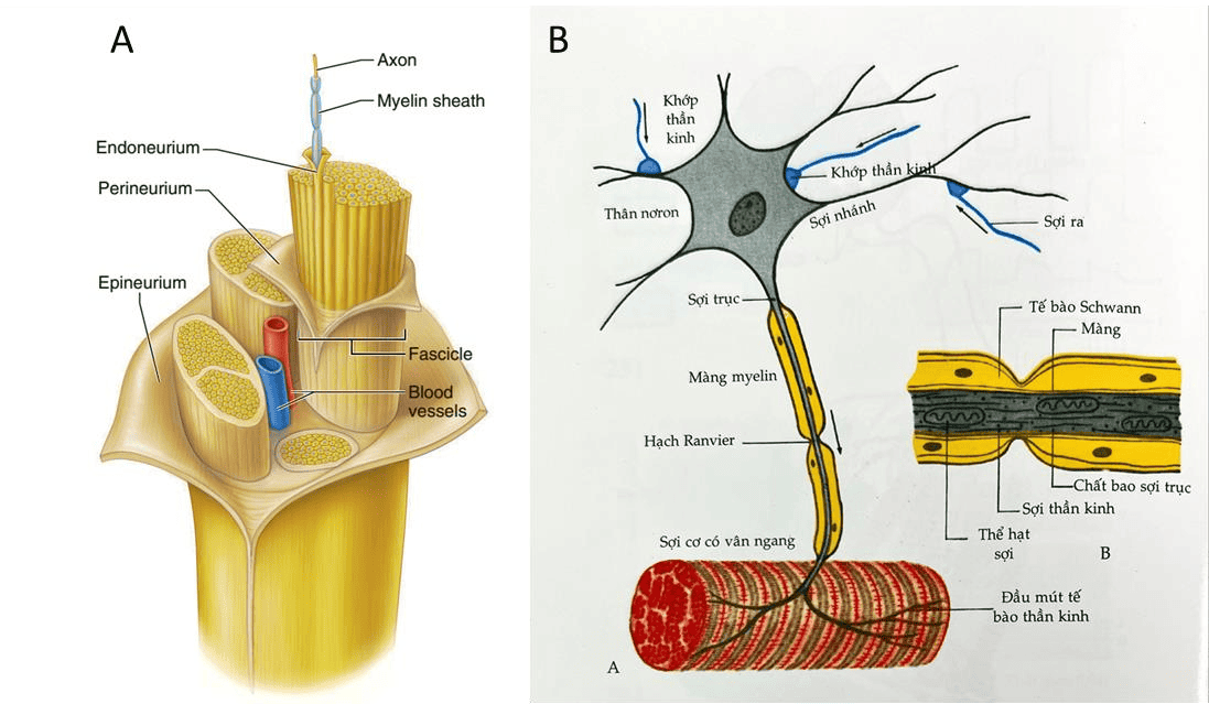 Cấu tạo dây thần kinh