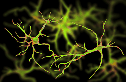 
Glial cells (Credit: © Kateryna_Kon / stock.adobe.com)
