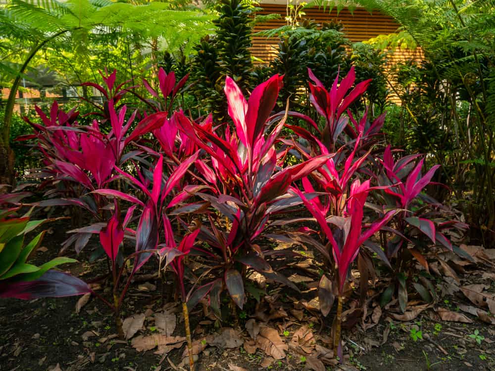 Kham pha loi ich bat ngo cua cay huyet du